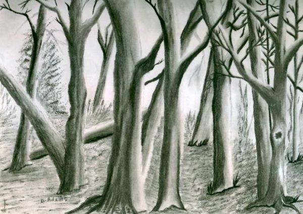 Trees_charcoal_by-d-adams_2008 - Copy
