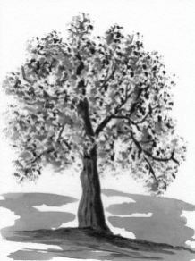 P_The Old Oak Tree
