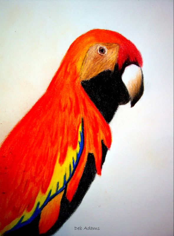 Parrot | Adamsart
