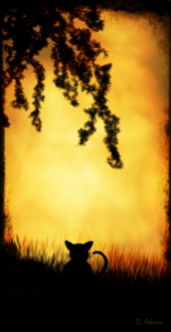 Silhoutte-nature-cat-signed